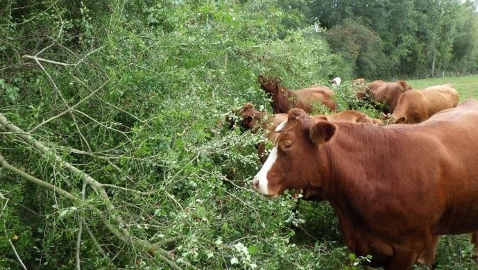 Photos vaches limousines