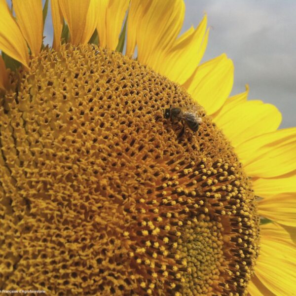 Abeille sur tournesol Mayage