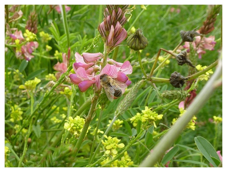 Abeille dans les fleurs
