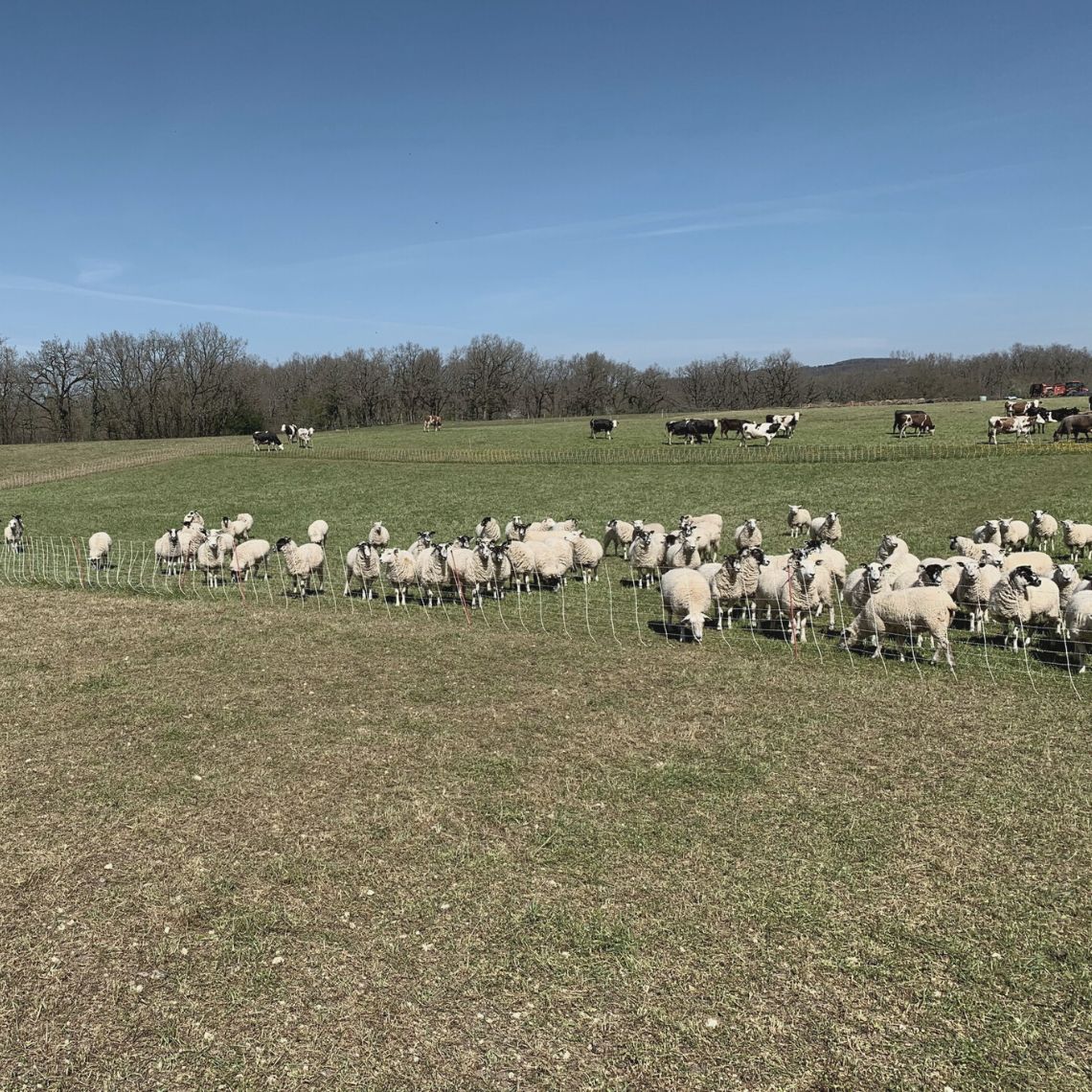 Moutons et vaches en pâturage tournant dyamique dans le cadre du projet SARBIVOR