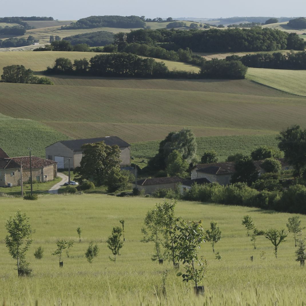 Parcelle agroforestière grande culture AFINET