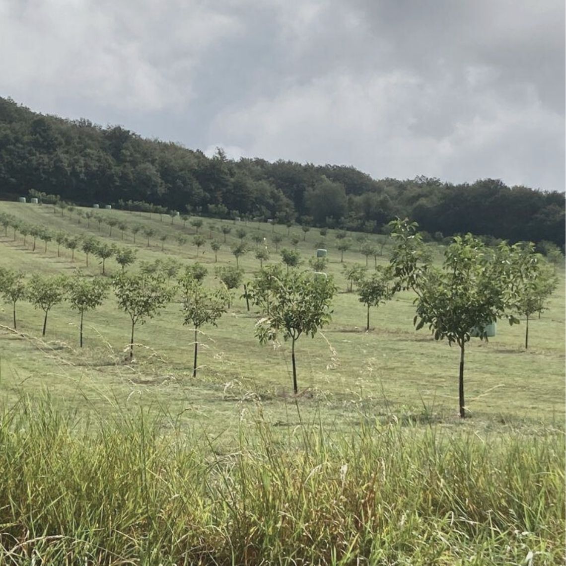 Plantation
