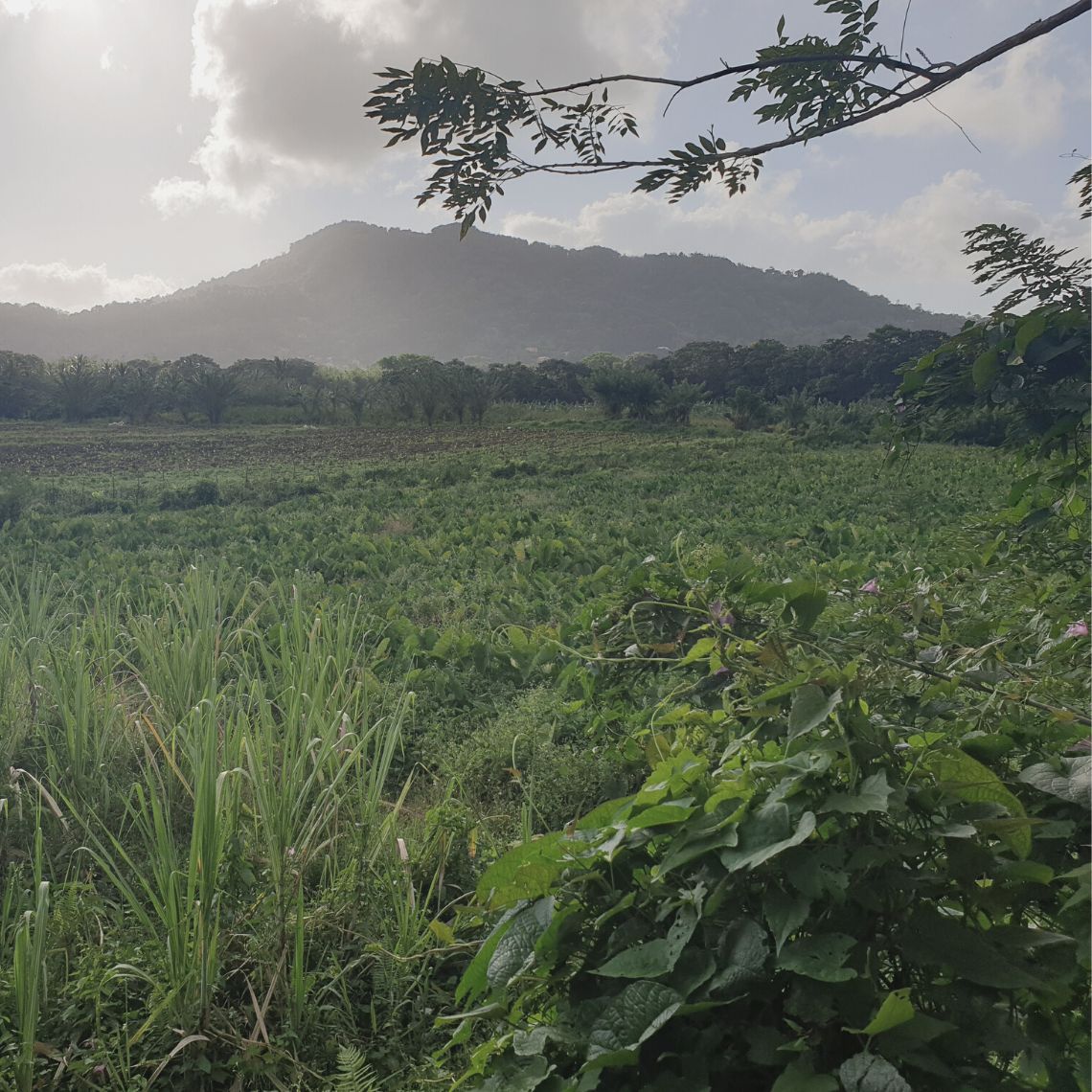Plantation en Martinique