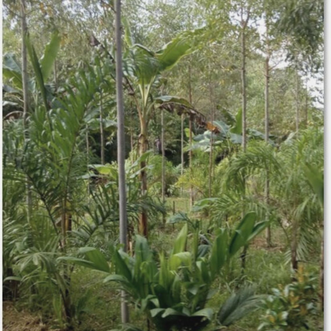 Agriculture syntropique