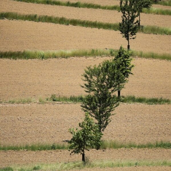 Plantation d'arbre dans un champ