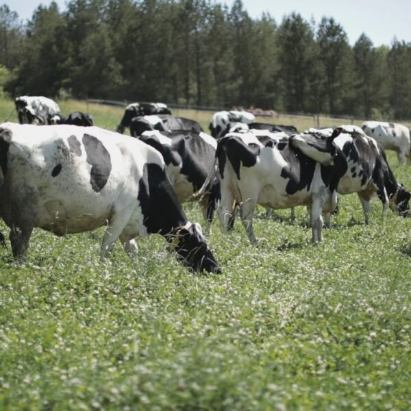 Vache pâturant dans un champs SARBIVOR