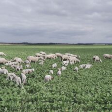 Moutons pâturant des couverts