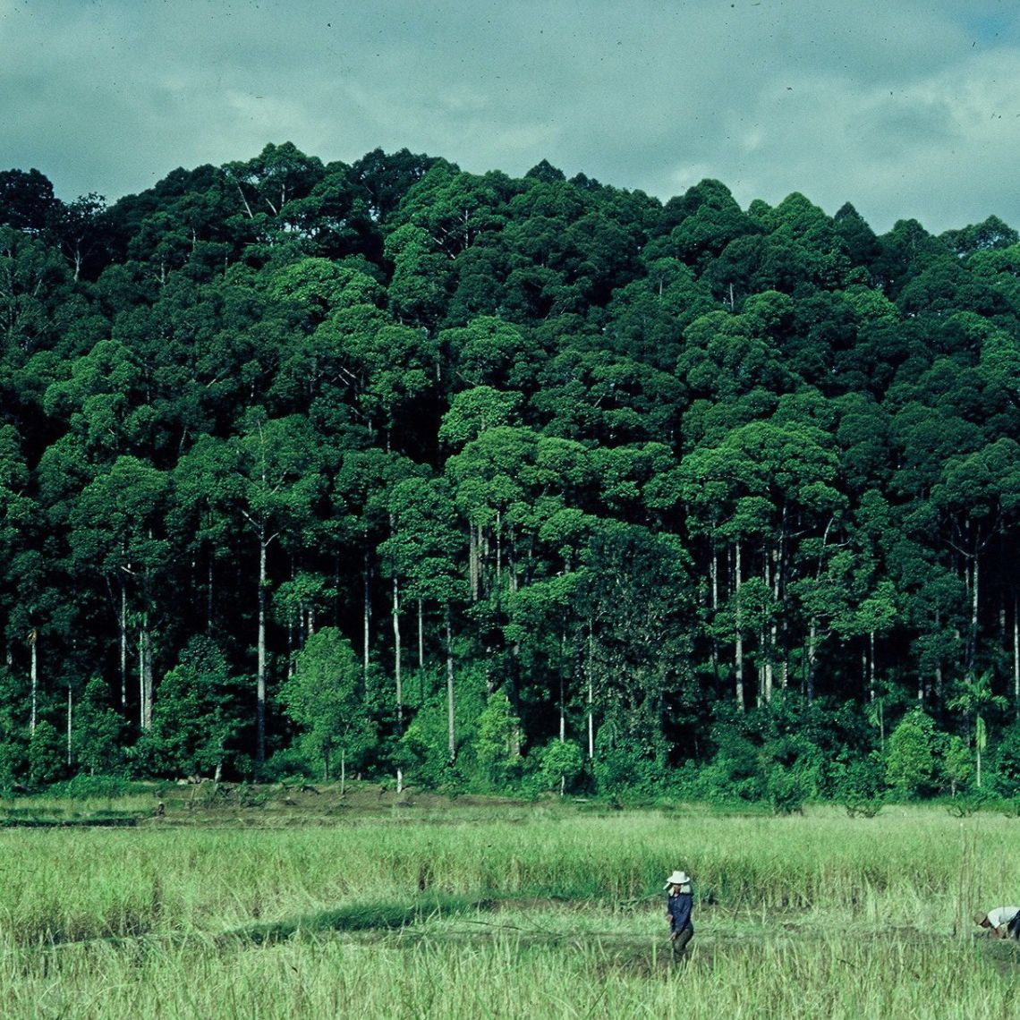 Shorea Javanica les agroforêts multistrates