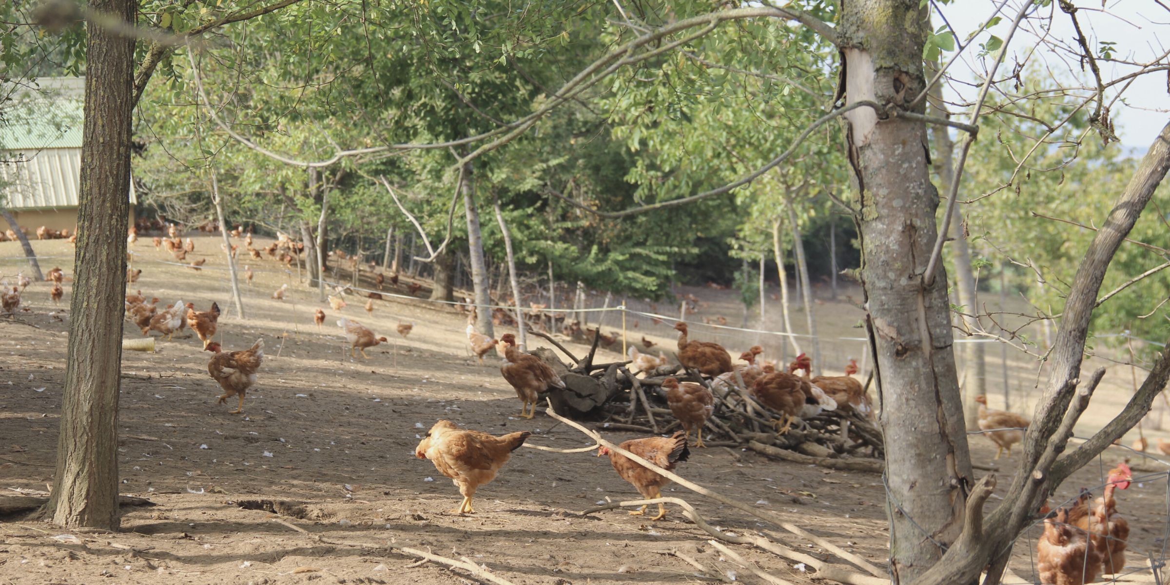 Parcours volaille de poulets agroforestiers