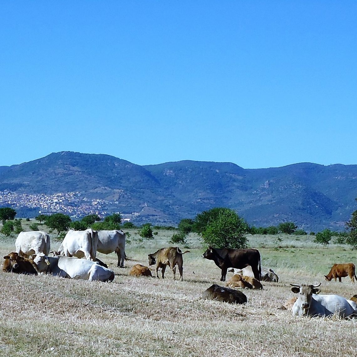Transhumance agroforestière en Sardaigne