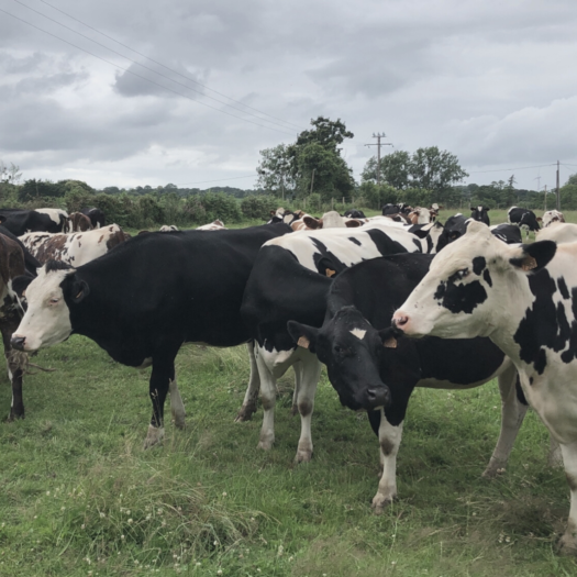 vache dans un pré
