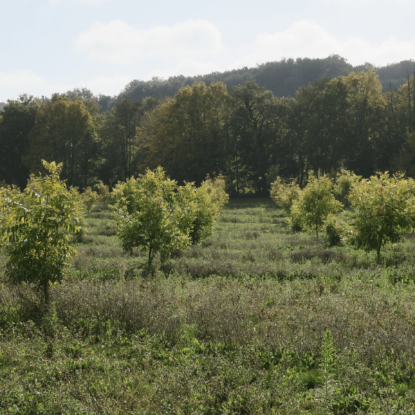 Parcelle de pacanier agroforestière