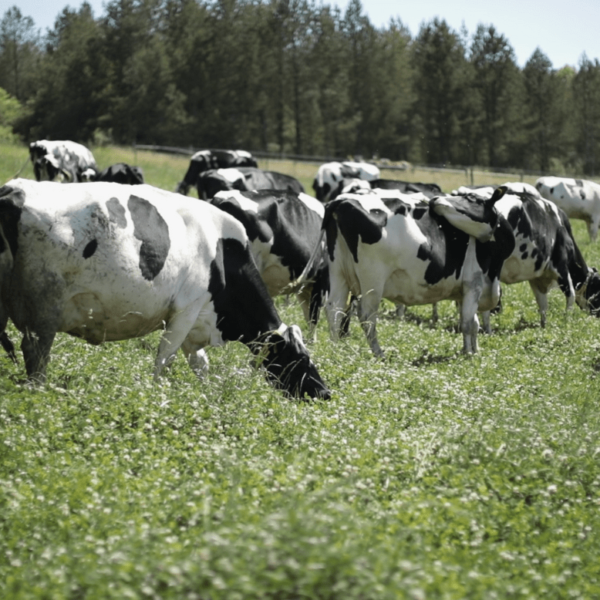 Vache