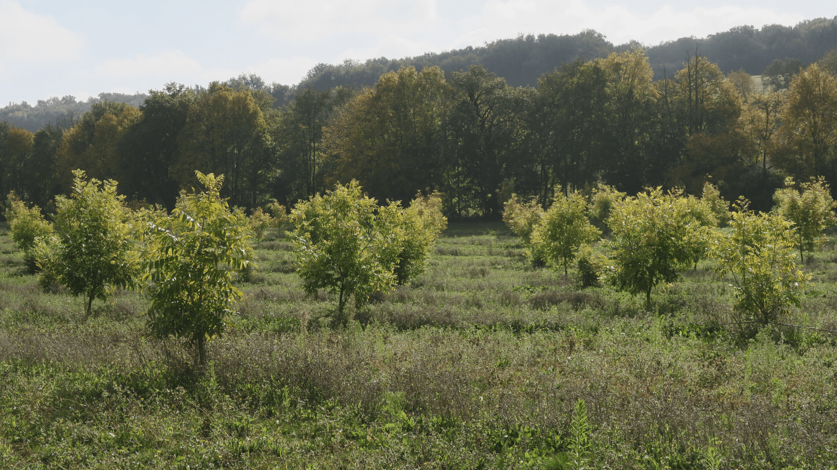 Parcelle de pacaniers agroforestier