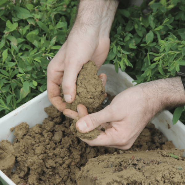 Prélèvement de terre Mycoagra