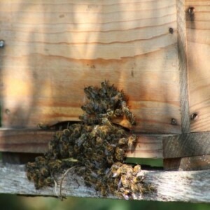 Abeilles sur une ruche