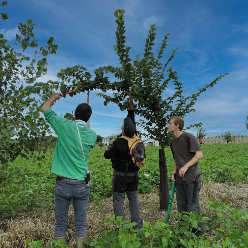 Formation Taille et élégage des arbres agroforestiers