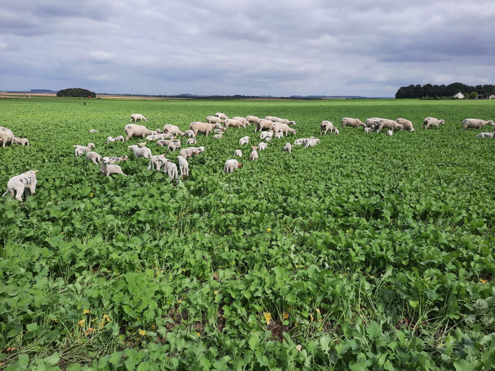 moutons dans un champ