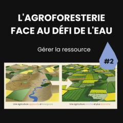L'Agroforesterie face au défi de l'eau