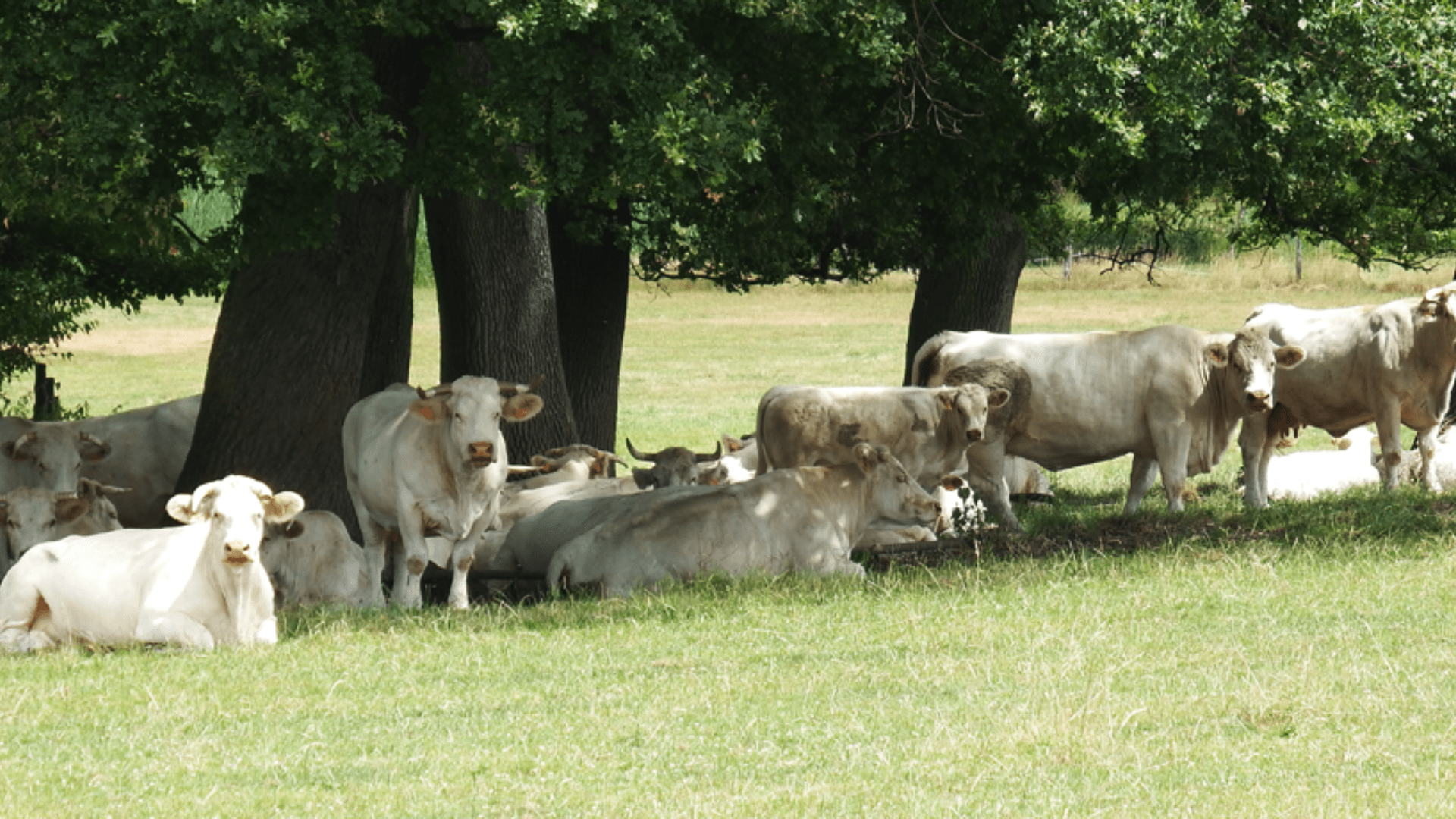 Charolaises de la ferme Hoeffel.
