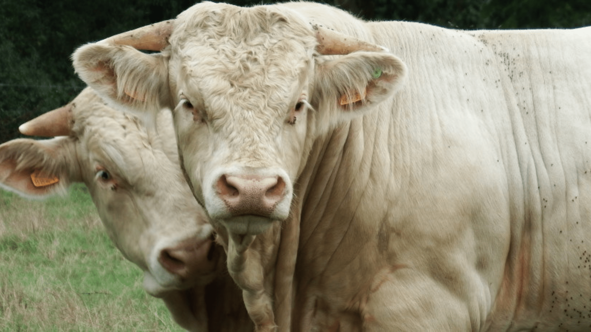 Charolaises de la ferme Hoeffel.