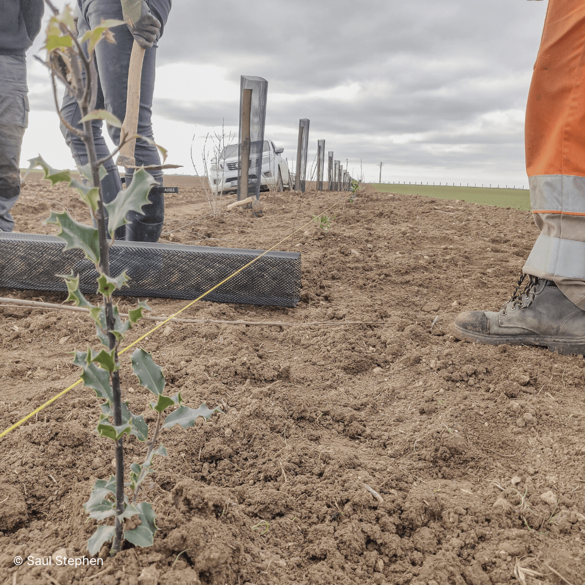 Un plant réalisé dans la Beauce en partenariat avec GoodPlanet
