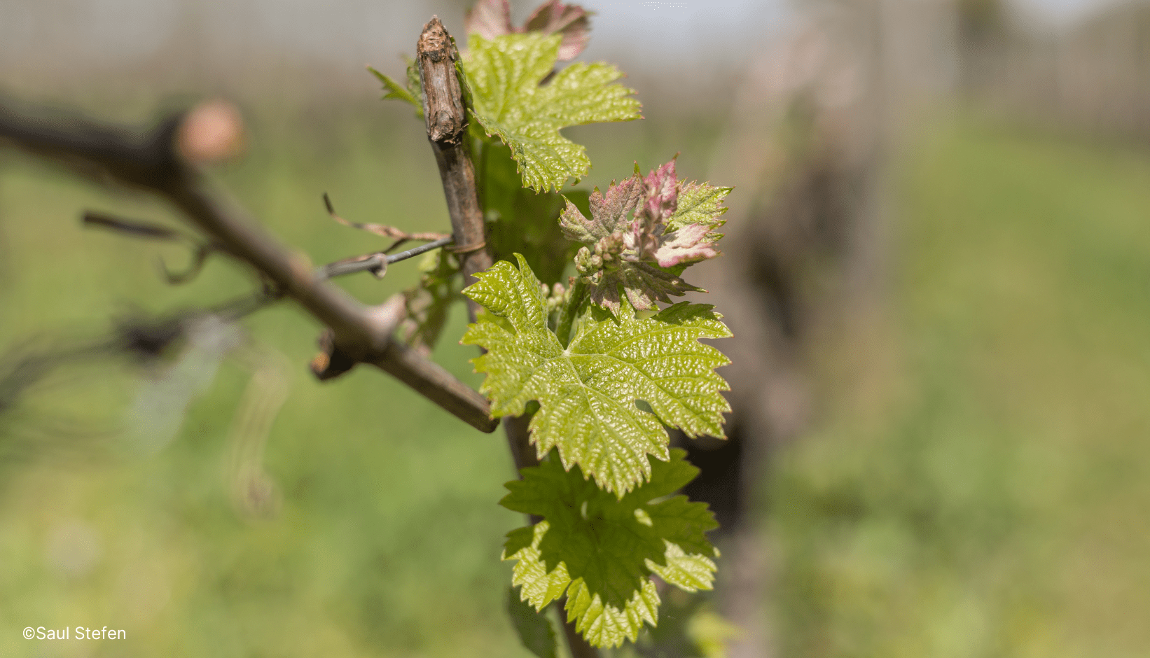 Bourgeon vignes Gironde.
