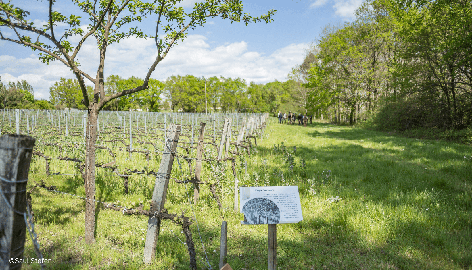 Vignes en Gironde.