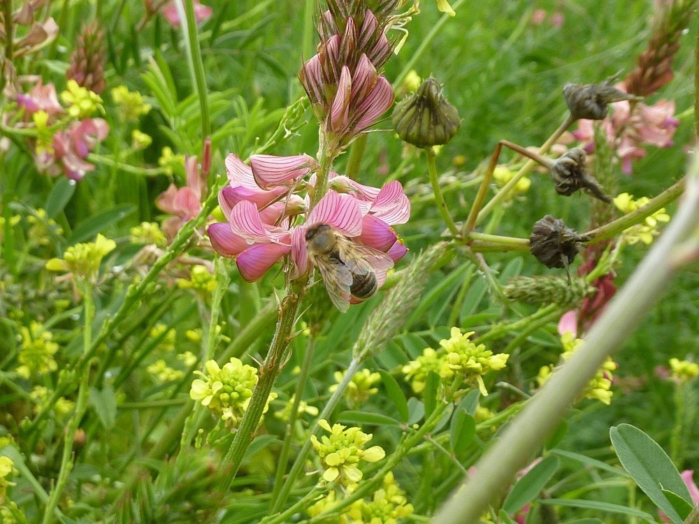 Abeille butinant une fleur.
