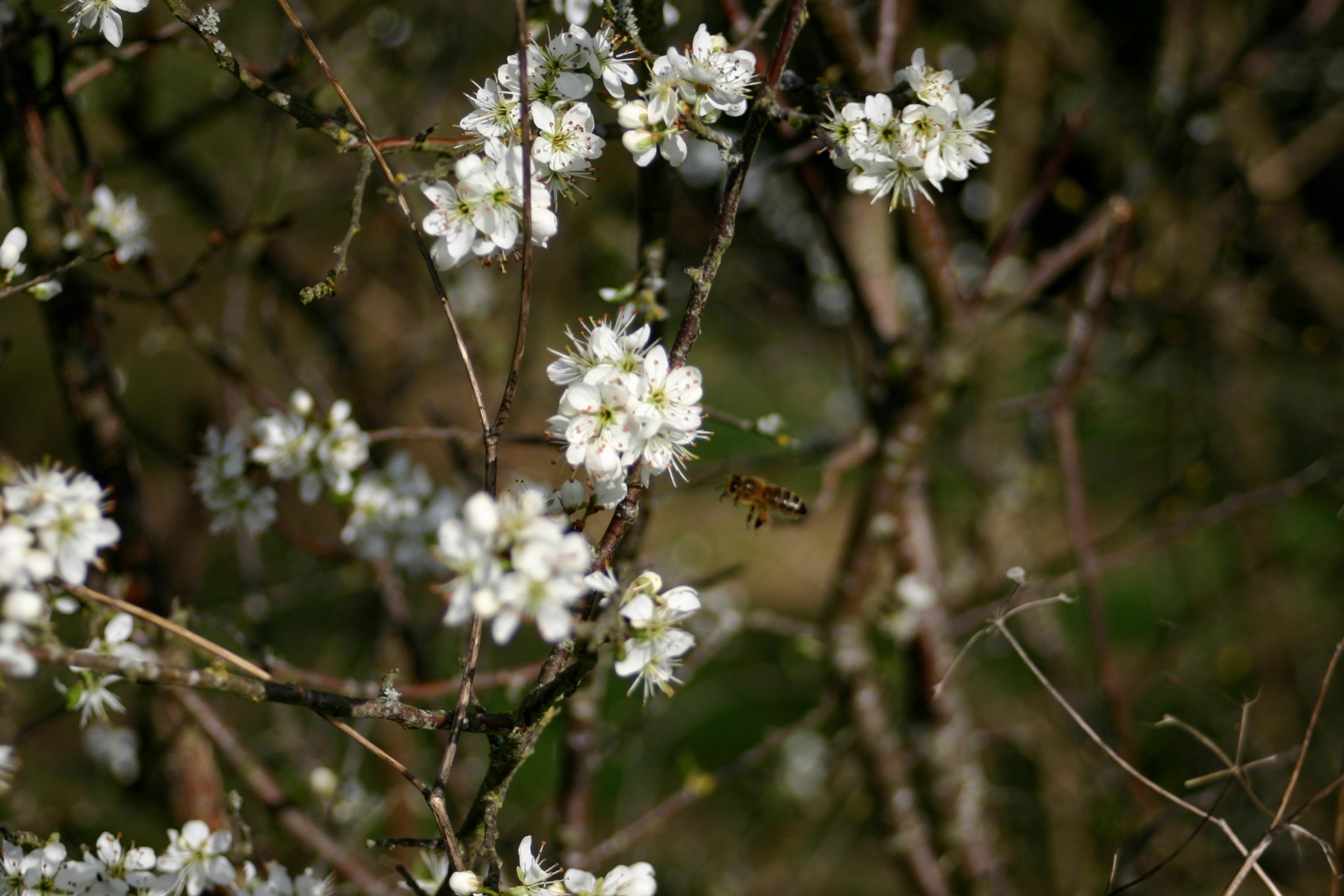Abeille à l'approche de fleurs blanches.