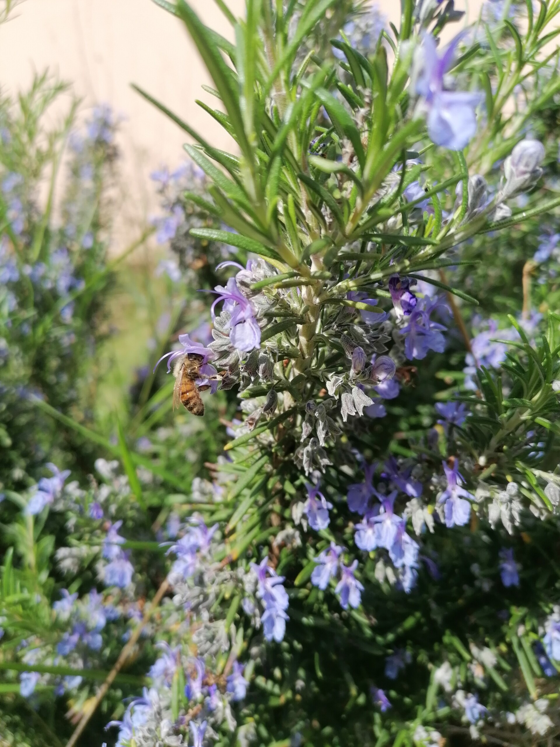 Photo d'une abeille butinant une plante à fleurs dans un jardin domestique.