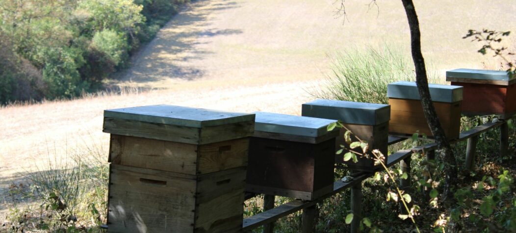 Ruches au bord d'un champ