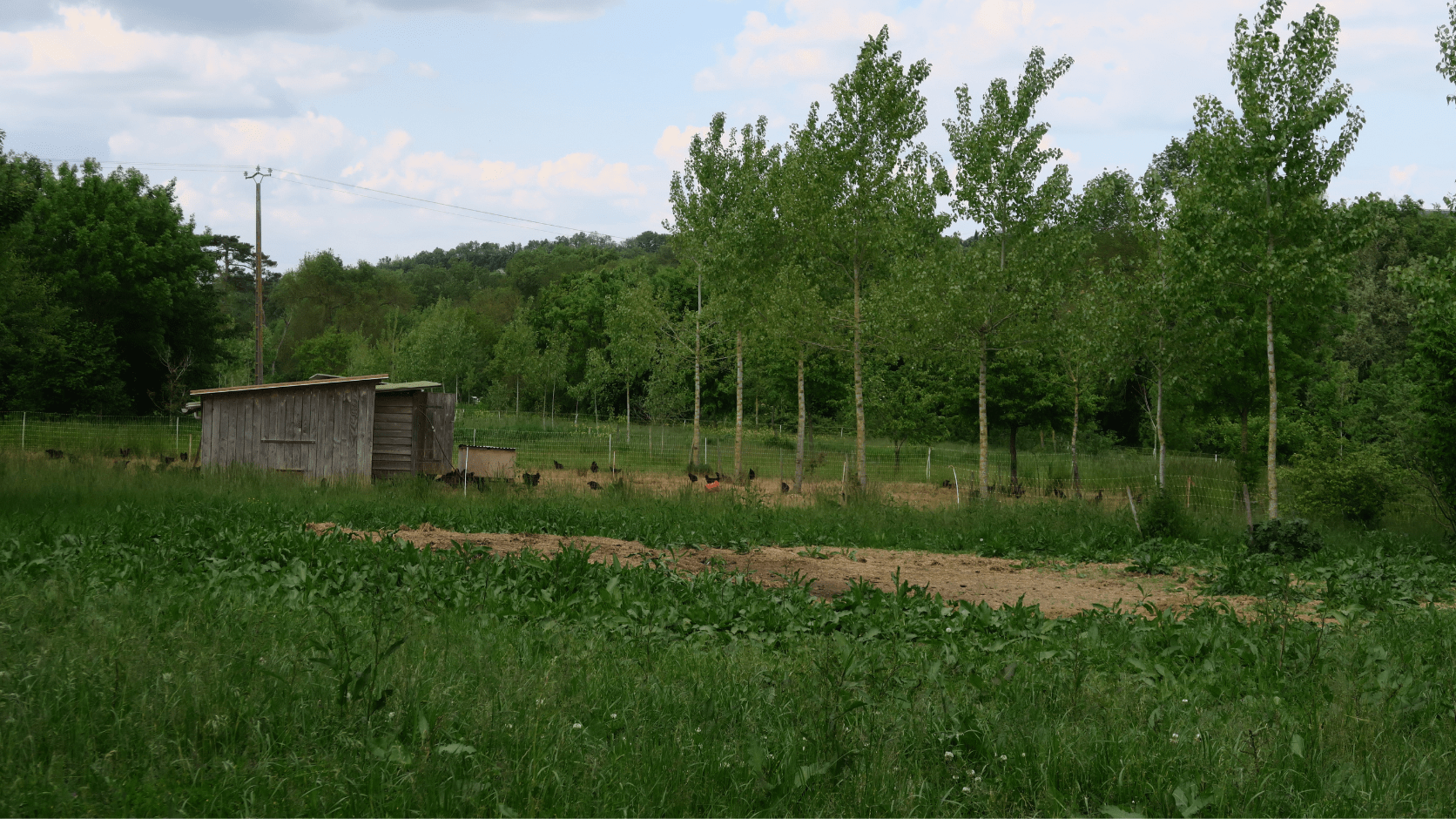 Parcours volailles agroforestier.