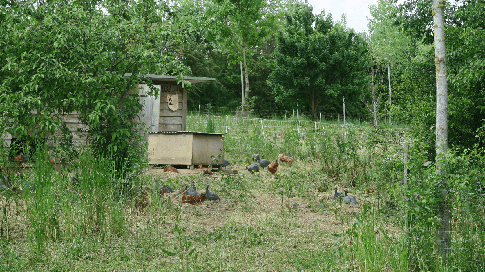 Parcours volailles agroforestier.