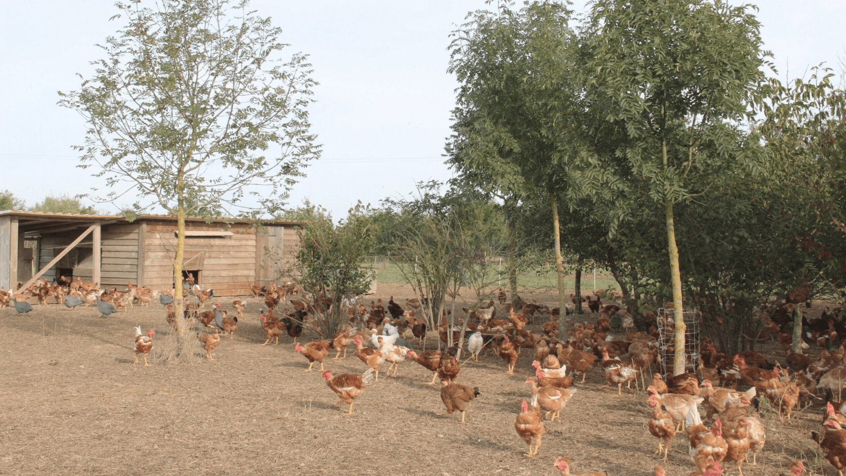 Parcours volailles agroforestier.