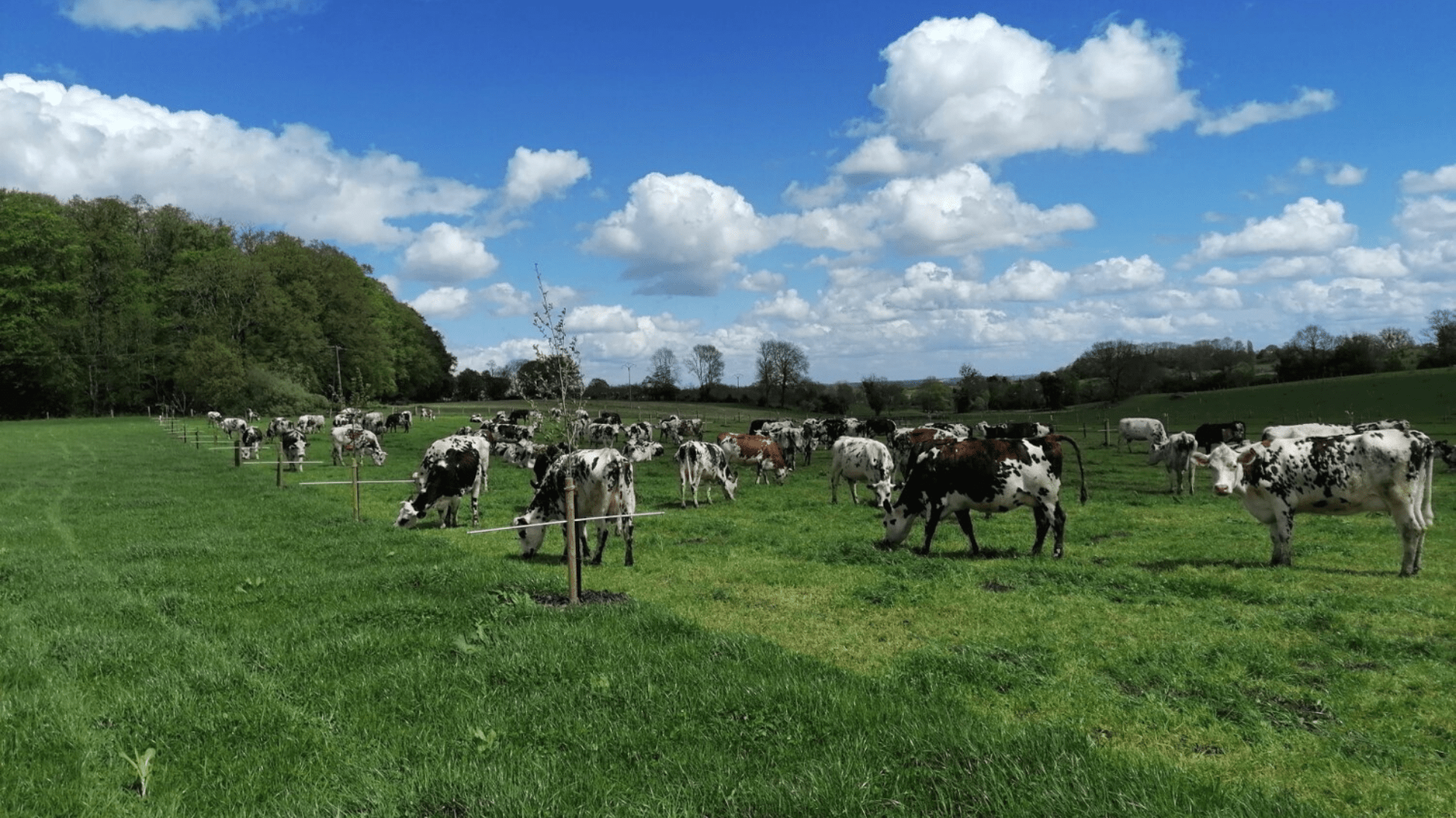 Vaches laitières du domaine de Merval.
