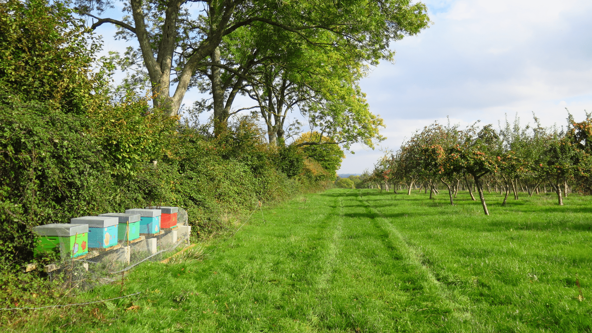 Ruches au coeur du domaine de Merval.