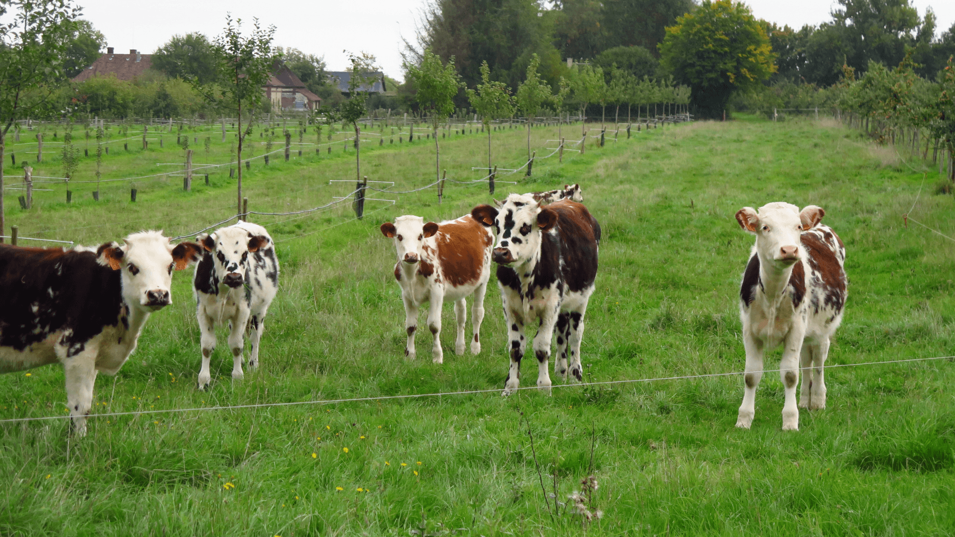 Vaches laitières du domaine de Merval.