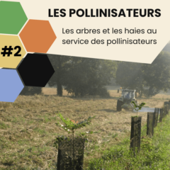 vignette épisode 2 série sur les pollinisateurs.