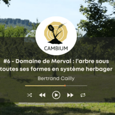 Vignette du 6ème épisode de Cambium avec Bertrand Cailly du domaine de Merval.