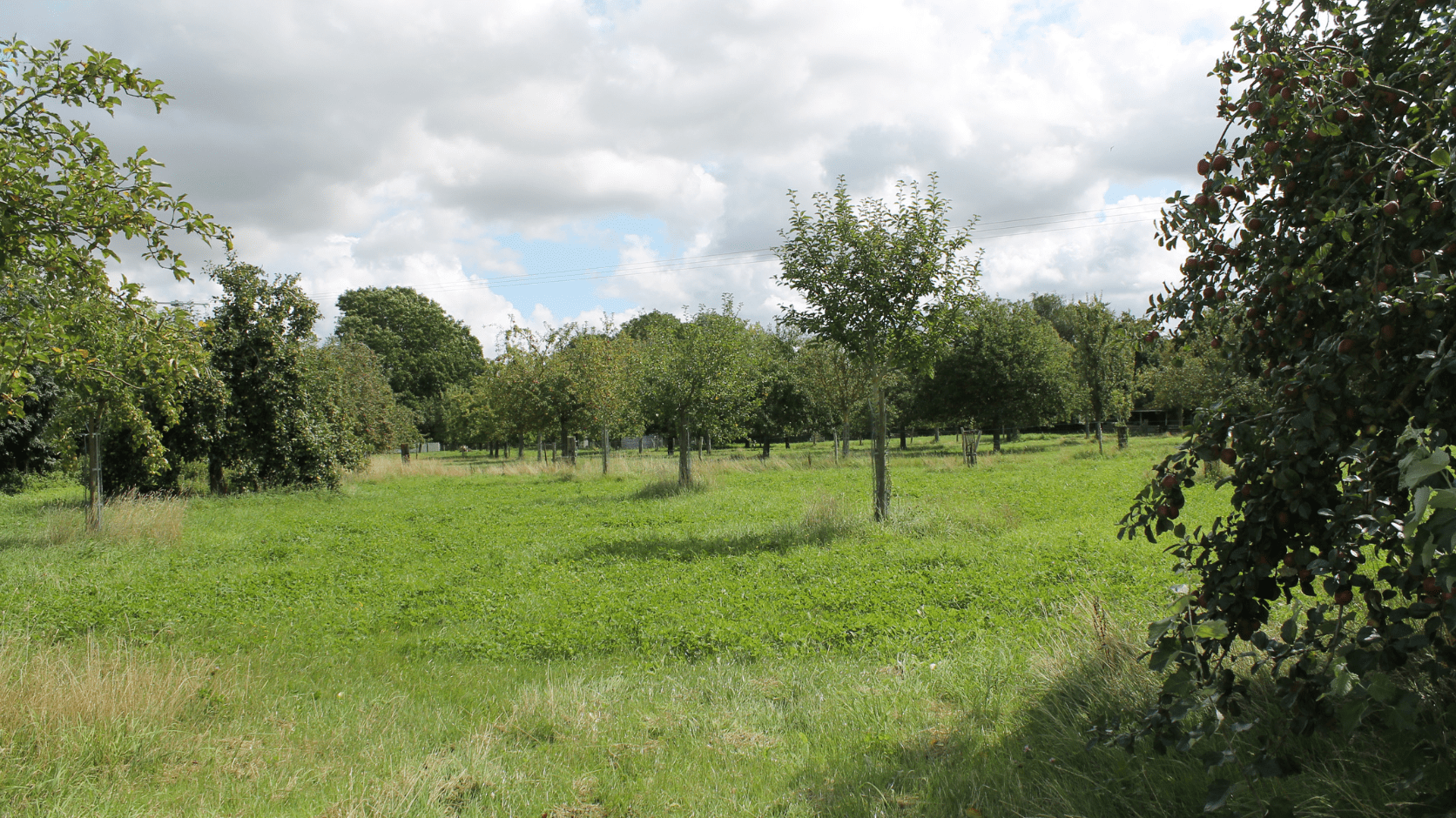 Verger de la Ferme Plaine de vie