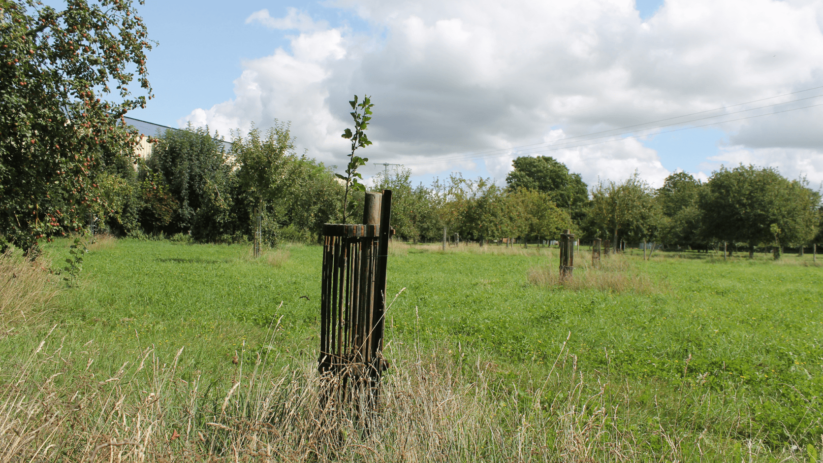 Arbre récemment planté à la Ferme Plaine de vie