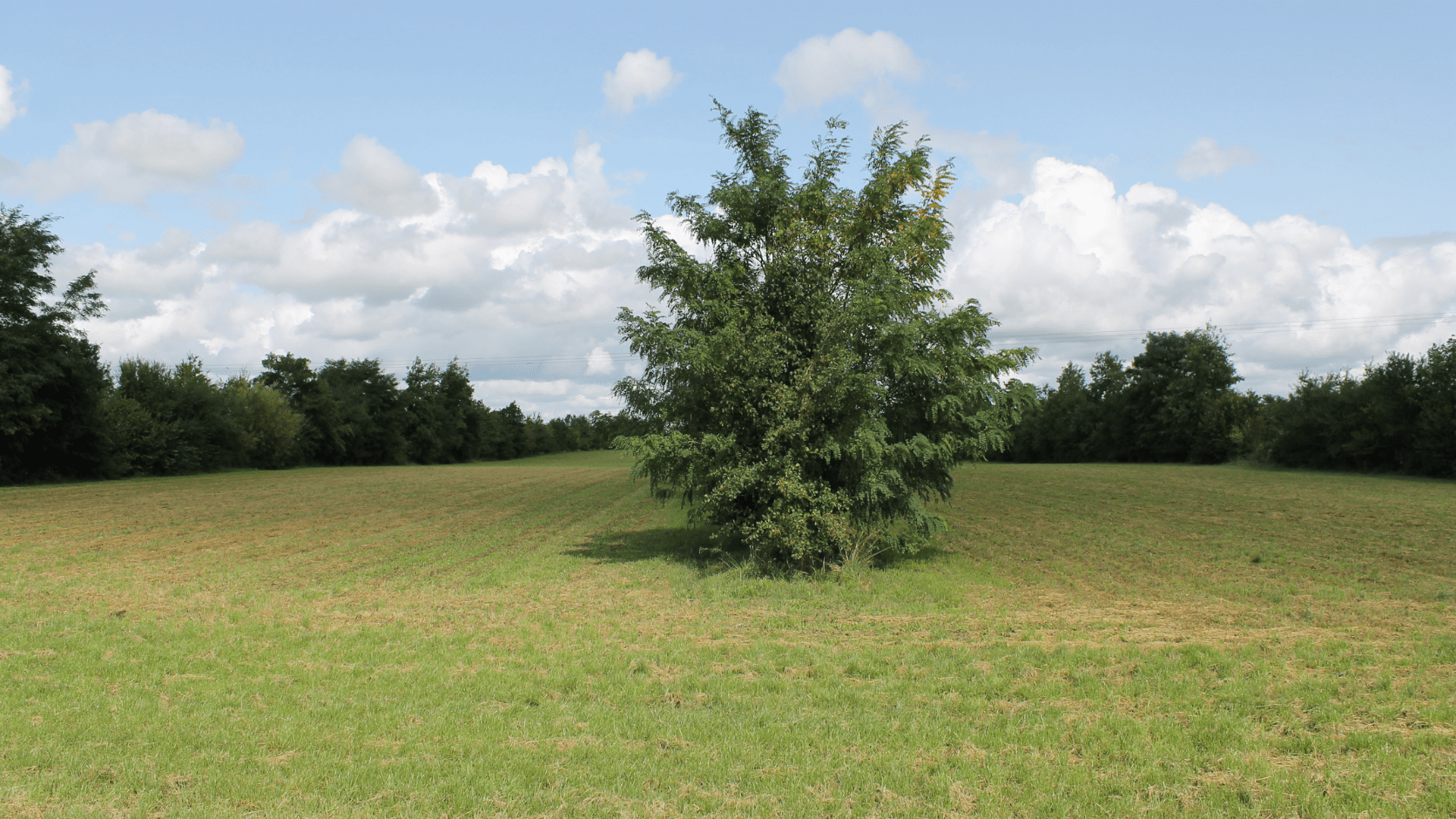 Arbre de la Ferme Plaine de vie