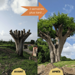 Photos avant après de la repousse des branches d'un arbre en Martinique 3 semaines après sa taille.