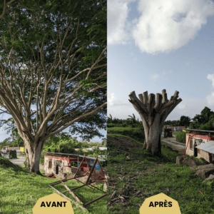 Photos d'un arbre avant et après le chantier de taille en Martinique.