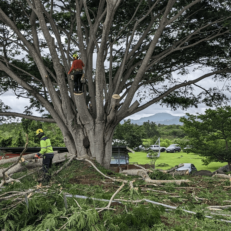Un chantier de taille d'arbres en Martinique.