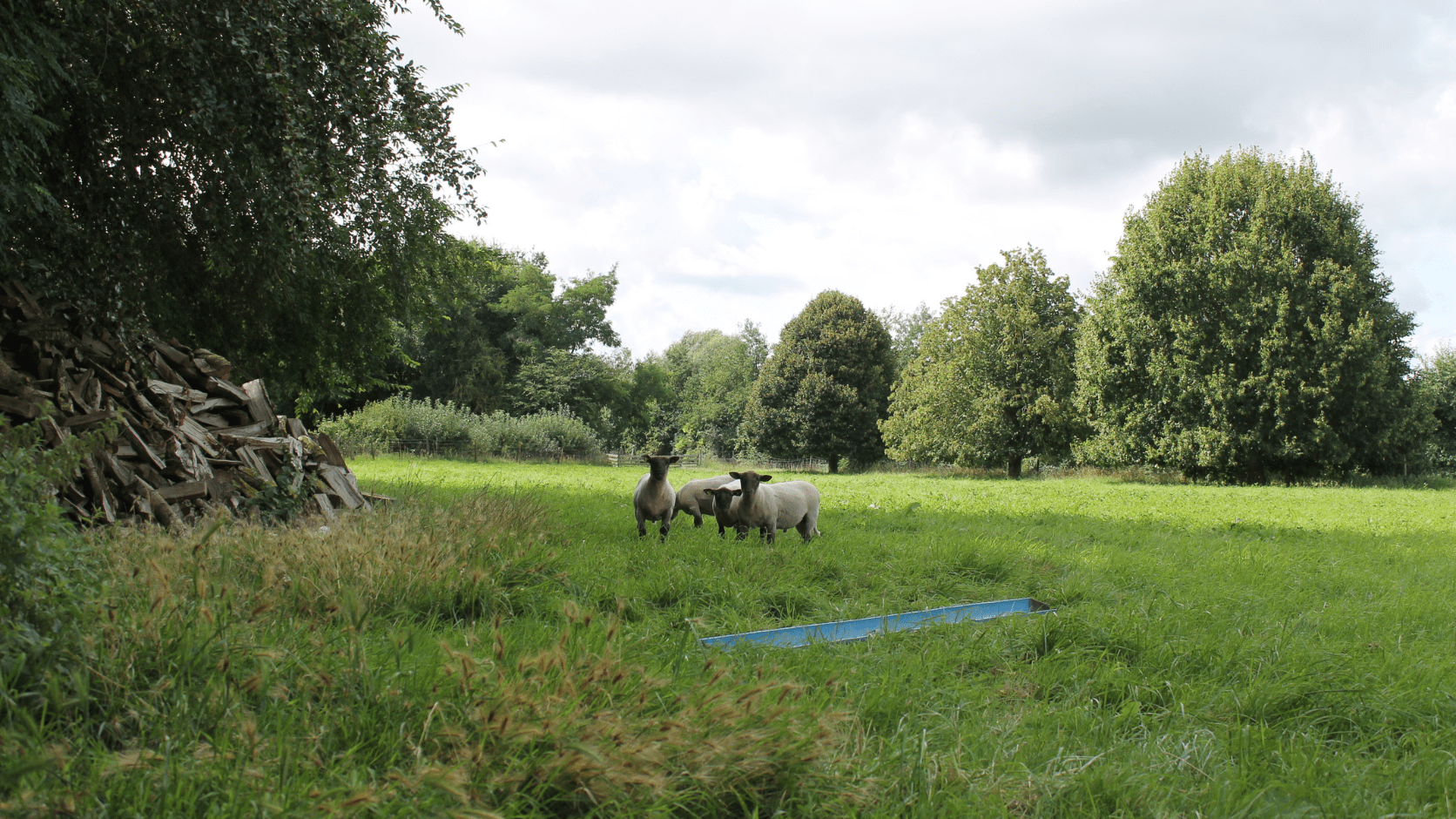 Pâturage du troupeau de brebis à la Ferme Plaine de vie