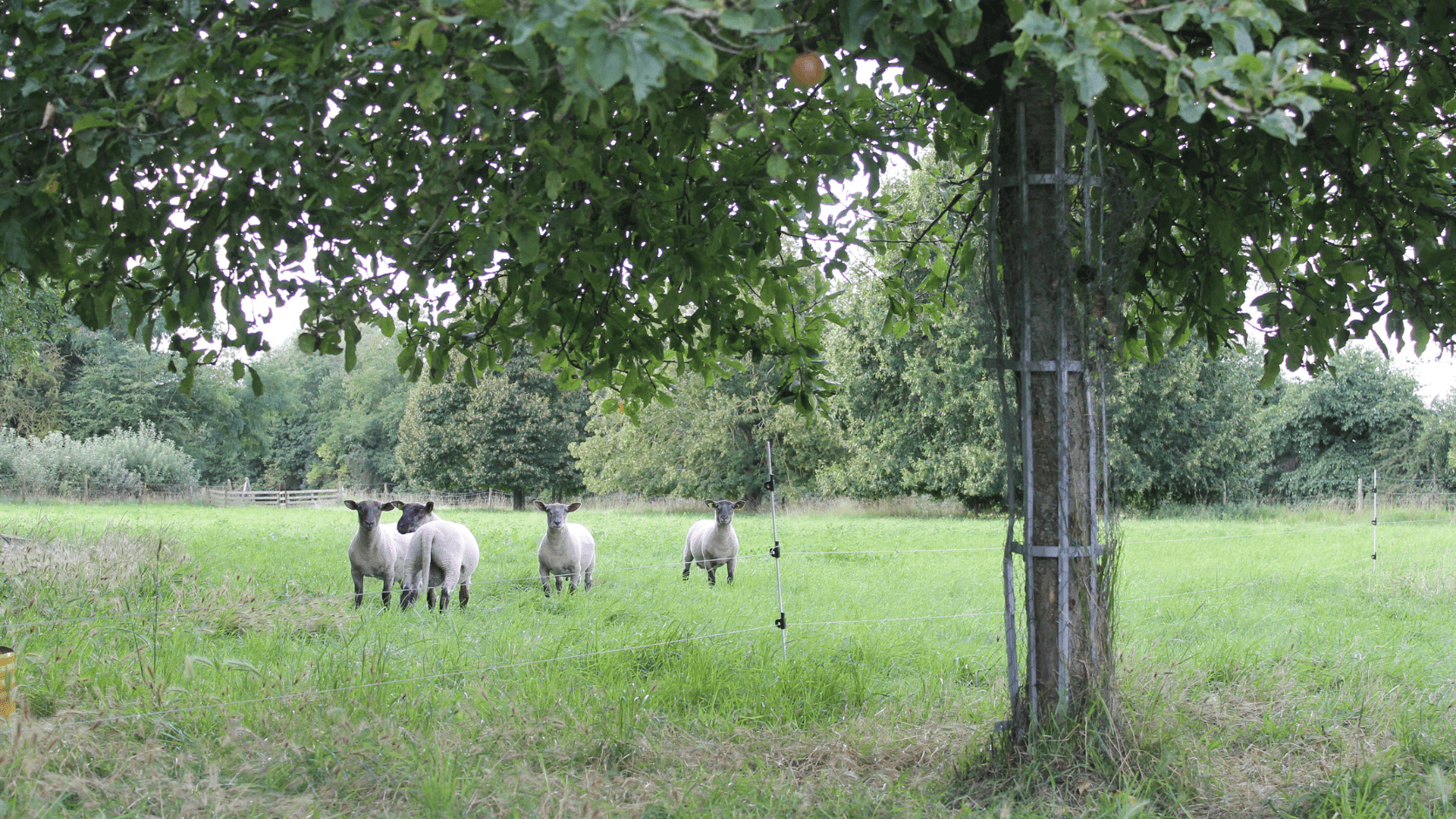Pâturage du troupeau de brebis à la Ferme Plaine de vie