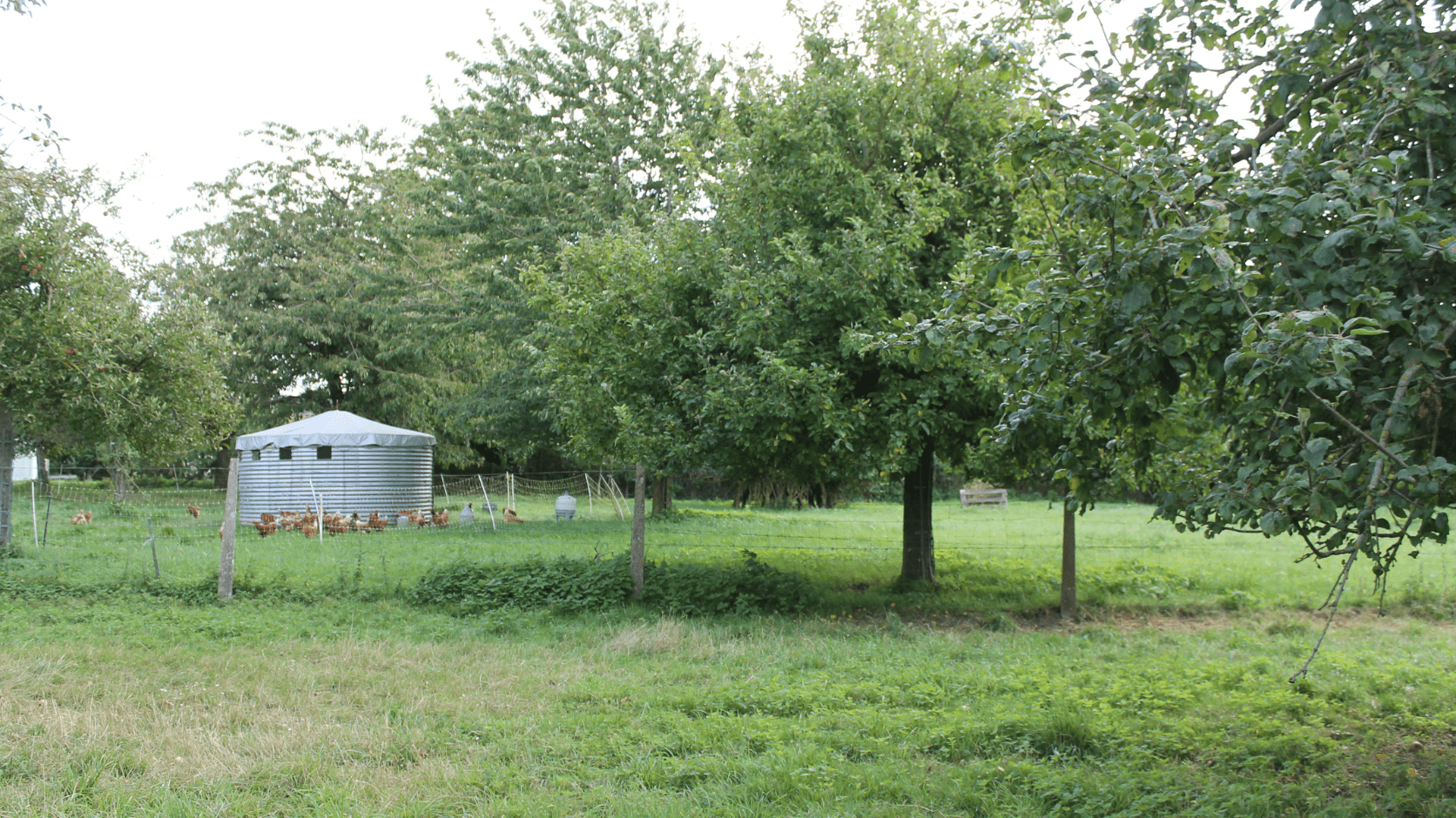 Parcours volailles agroforestier de la Ferme Plaine de vie