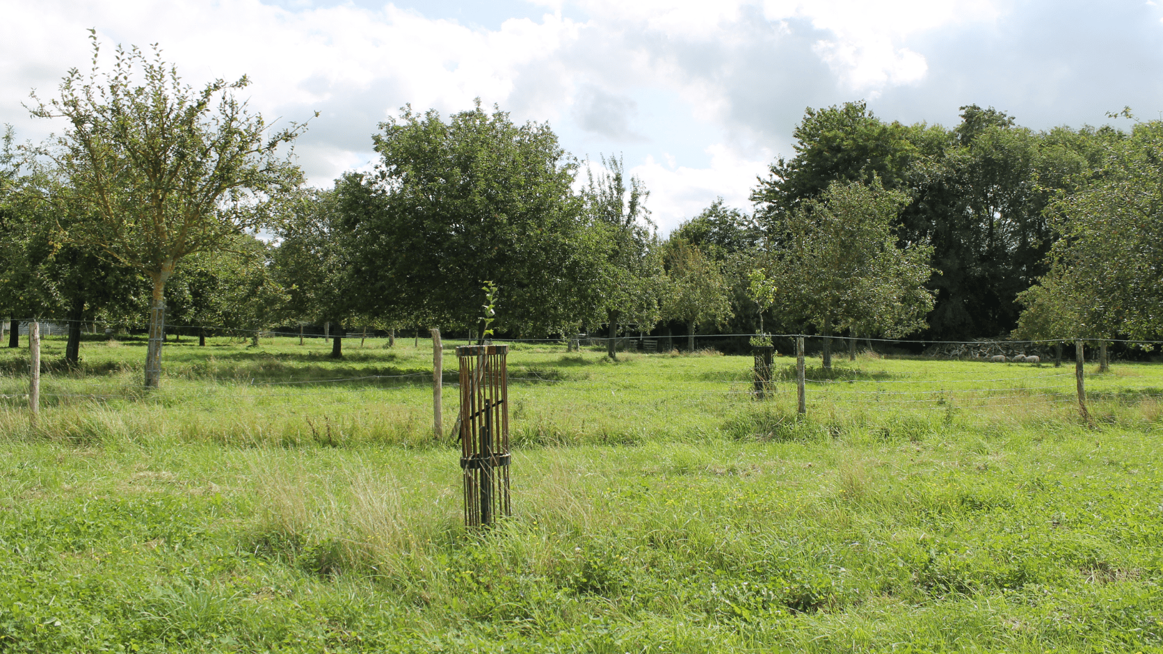 Arbre récemment planté à la Ferme Plaine de vie